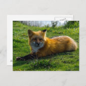 Red Fox op het eiland San Juan in de staat Washing Briefkaart (Voorkant / Achterkant)