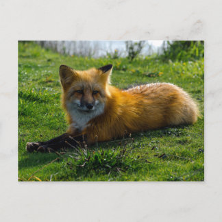 Red Fox op het eiland San Juan in de staat Washing Briefkaart