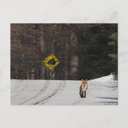 Red Fox op Hilltop Briefkaart (Voorkant)