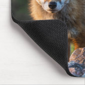 Red Fox op Sunset, Australië, Wildlife Foto Muismat (Hoek)