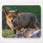 Red Fox op Sunset, Australië, Wildlife Foto Muismat (Voorkant)