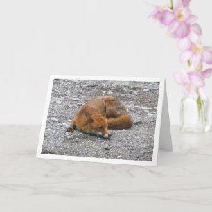 Red Fox op weg Kaart