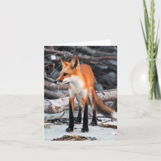 Red Fox-opmerking/wenskaart van onze planeet opsla Kaart (Voorkant)
