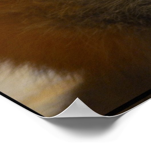 Red Fox Pair Poster (Hoek)