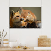 Red Fox Pair Poster (Keuken)