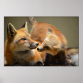 Red Fox Pair Poster (Voorkant)