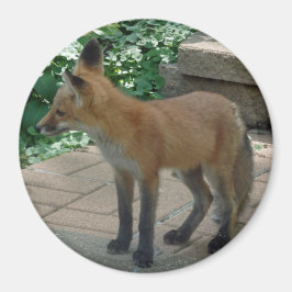 Red Fox Permanent Magneet