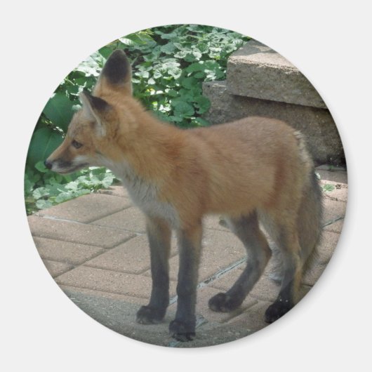 Red Fox Permanent Magneet (Voorkant)