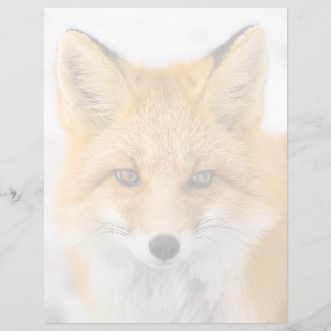 Red Fox Portrait (Voorkant)