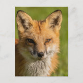 Red Fox Portrait Briefkaart (Voorkant)