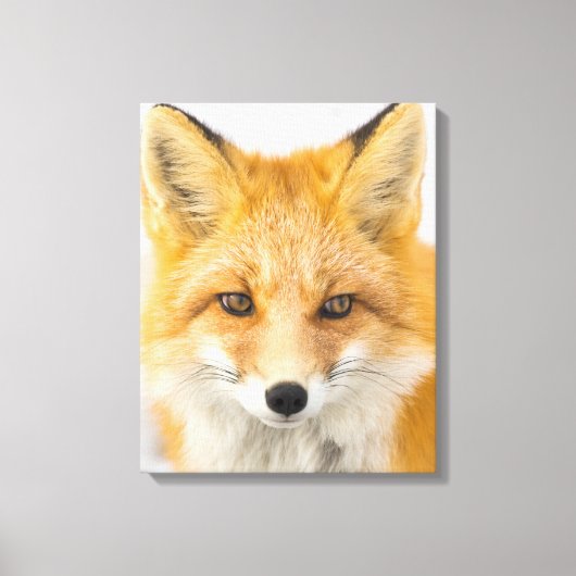 Red Fox Portrait Canvas Afdruk (Voorkant)
