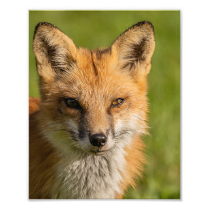 Red Fox Portrait Foto Afdruk