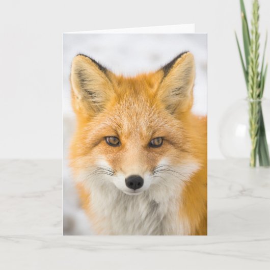 Red Fox Portrait Kaart (Voorkant)