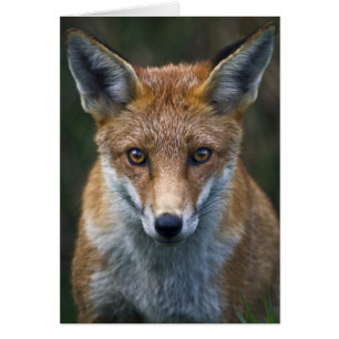 Red Fox Portrait Kaart