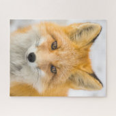 Red Fox Portrait Legpuzzel (Horizontaal)