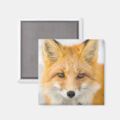 Red Fox Portrait Magneet (Voorkant / Achterkant)