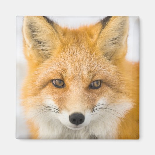 Red Fox Portrait Magneet (Voorkant)