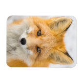 Red Fox Portrait Magneet (Horizontaal)