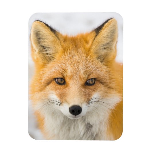 Red Fox Portrait Magneet (Verticaal)