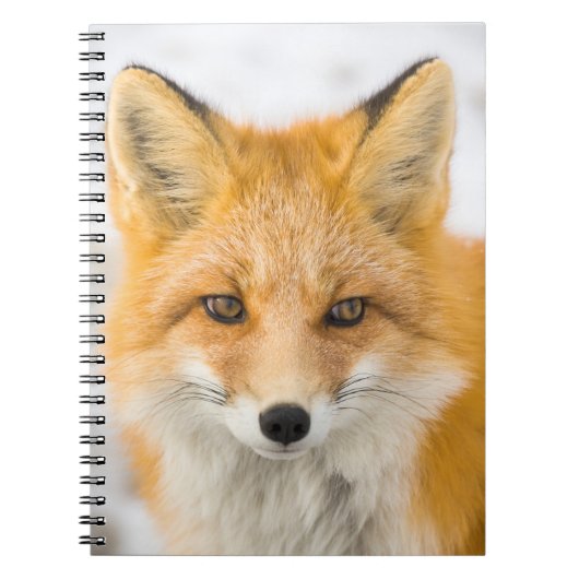 Red Fox Portrait Notitieboek (Voorkant)