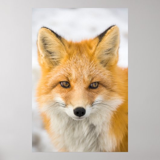 Red Fox Portrait Poster (Voorkant)