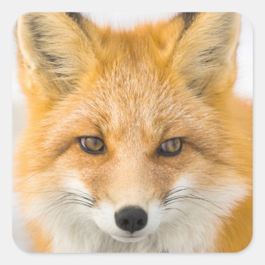 Red Fox Portrait Vierkante Sticker (Voorkant)