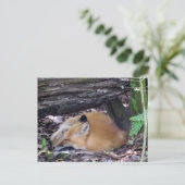 Red Fox Post Card Briefkaart (Staand voorkant)