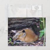 Red Fox Post Card Briefkaart (Voorkant / Achterkant)