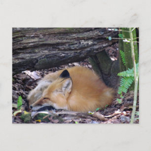 Red Fox Post Card Briefkaart