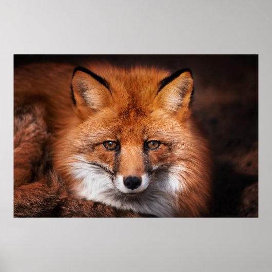 Red Fox Poster (Voorkant)