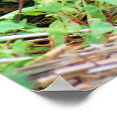 Red Fox Poster (Hoek)