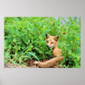 Red Fox Poster (Voorkant)