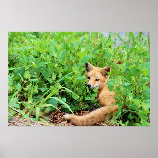 Red Fox Poster (Voorkant)