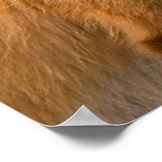 Red Fox Poster (Hoek)