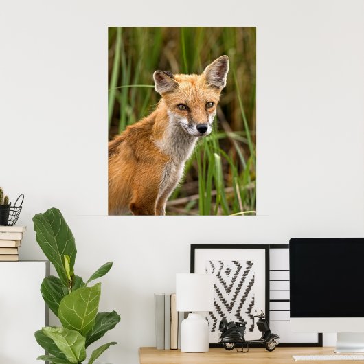 Red Fox Poster (Thuiskantoor)