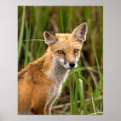 Red Fox Poster (Voorkant)