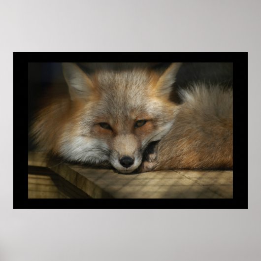Red Fox Print (Voorkant)
