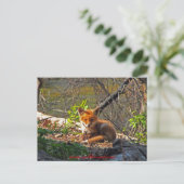 Red Fox Pup Briefkaart (Staand voorkant)