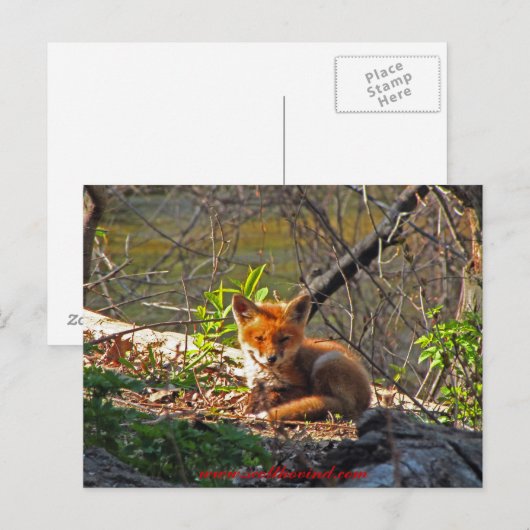Red Fox Pup Briefkaart (Voorkant / Achterkant)
