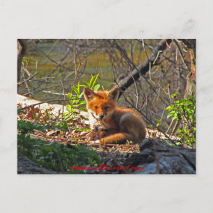 Red Fox Pup Briefkaart