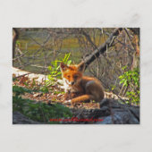 Red Fox Pup Briefkaart (Voorkant)