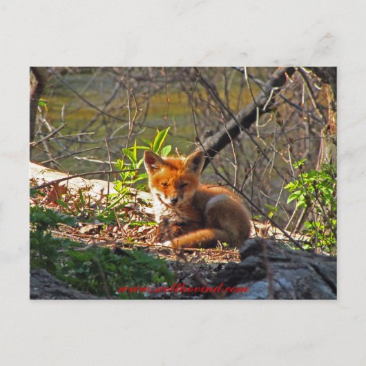 Red Fox Pup Briefkaart (Voorkant)