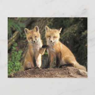 Red Fox pup in front of den Vulpes vulpes Briefkaart
