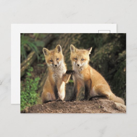 Red Fox pup in front of den Vulpes vulpes Briefkaart (Voorkant / Achterkant)