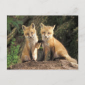 Red Fox pup in front of den Vulpes vulpes Briefkaart (Voorkant)