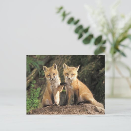Red Fox pup in front of den Vulpes vulpes Briefkaart (Staand voorkant)
