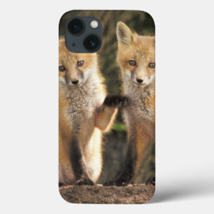 Red Fox pup in front of den Vulpes vulpes Case-Mate iPhone Case