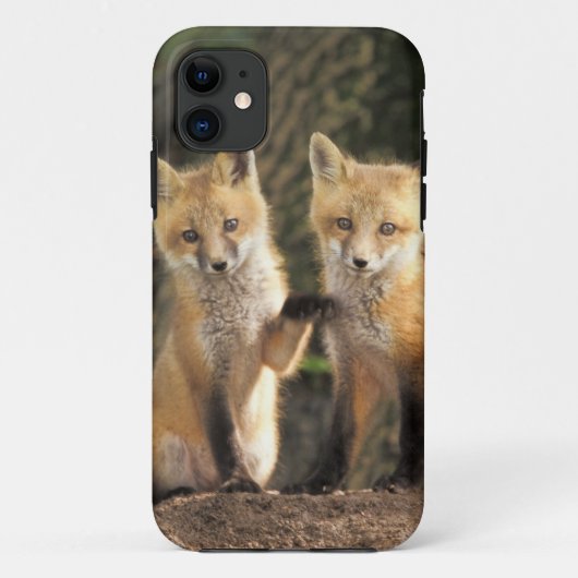 Red Fox pup in front of den Vulpes vulpes Case-Mate iPhone Case (Achterkant)