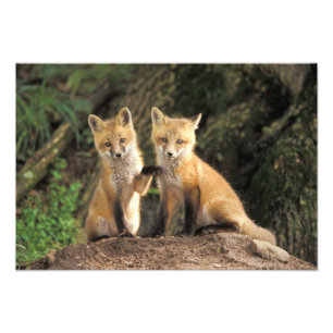 Red Fox pup in front of den Vulpes vulpes Foto Afdruk