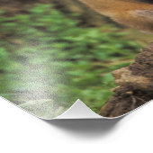 Red Fox pup in front of den Vulpes vulpes Foto Afdruk (Hoek)